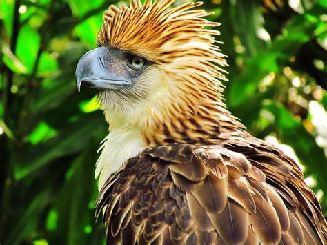 philippine eagle drawing|Philippine Eagle Diet – Philippine Eagle Habitat .
